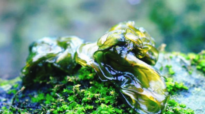 享游渭河源丨舌尖上的渭河源，野菜飄香的春日盛宴