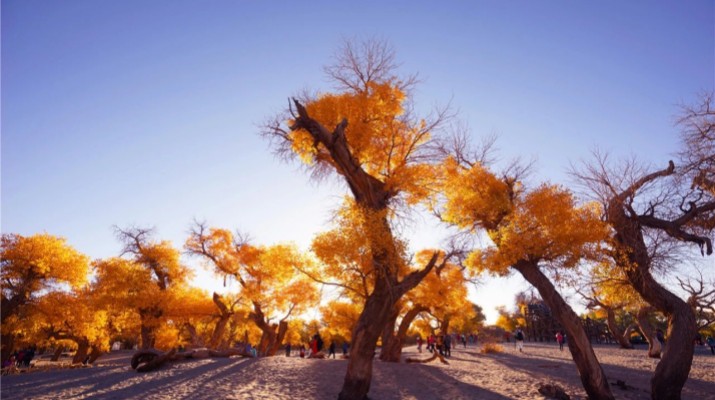 踏歌而行，文旅融合綻芳華——甘肅文旅產(chǎn)業(yè)集團六年發(fā)展紀實